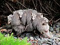 Image 1Carrying her young (from Virginia opossum)
