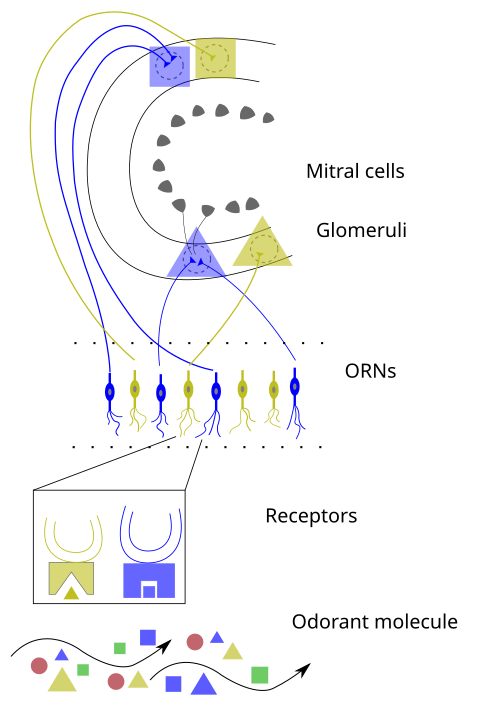 A simple diagram showing small triangles and rectangles that represent various chemical compounds rising up to a few lines that represent cells that can absorb them and then send electrical signals to the brain to interpret
