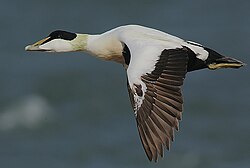 Male in flight