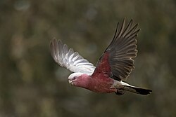 151 bird speciesfrom Oceania