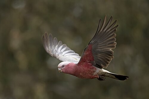 Galah Eolophus roseicapilla ♀ Australia