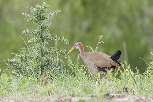 Giant wood-rail Aramides ypecaha Argentina