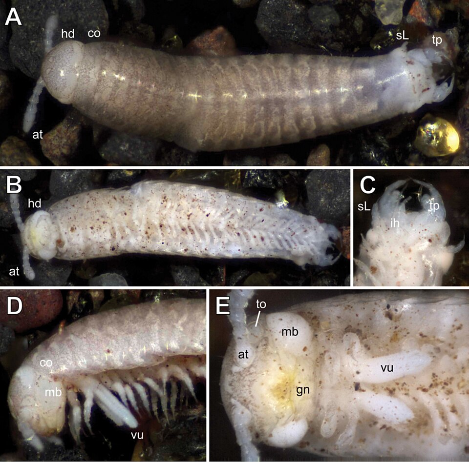 File:Glomeridesmus siamensis (10.3897-zookeys.1024.63678) Figure 1.jpg