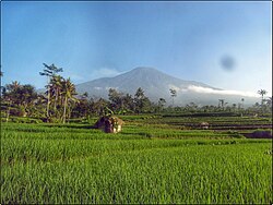 Limpakuwus rice fields in Sumbang sub-district,  Central Java, by Mount Slamet