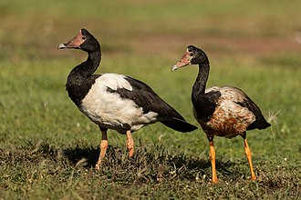 Magpie Goose - East Point