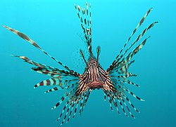 Red Lionfish