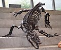 "Megalania" (Varanus priscus)