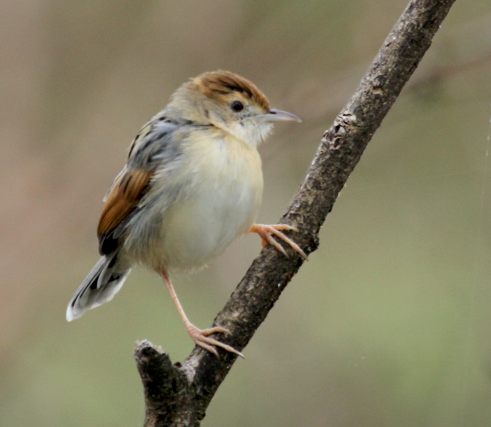 File:Winding cisticola.png
