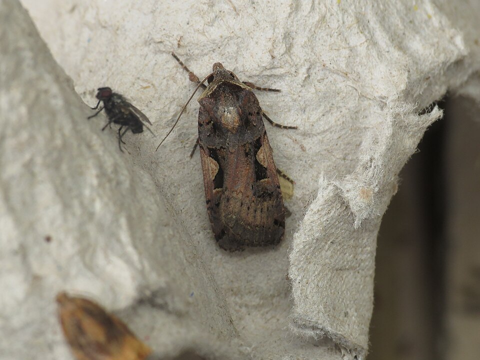 File:Xestia c-nigrum (14766063912).jpg