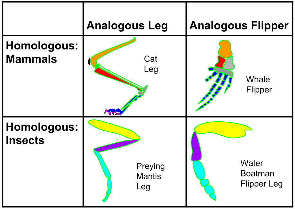 File:Analogous & Homologous Structures.svg