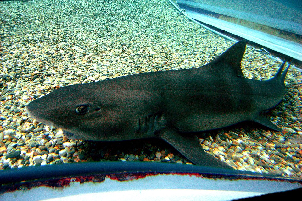 File:Banded houndshark osaka.jpg