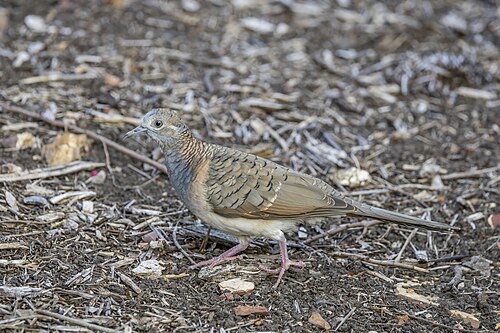 Bar-shouldered dove Geopelia humeralis Australia
