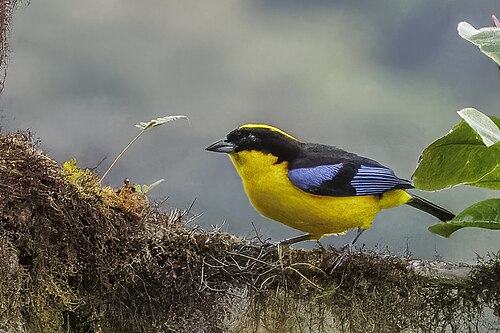 Blue-winged mountain tanager Anisognathus somptuosus cyanopterus Ecuador