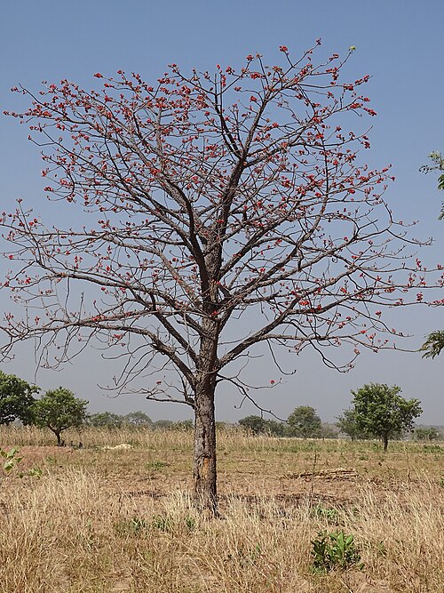 File:Bombax costatum around Pendjari National Park.jpg