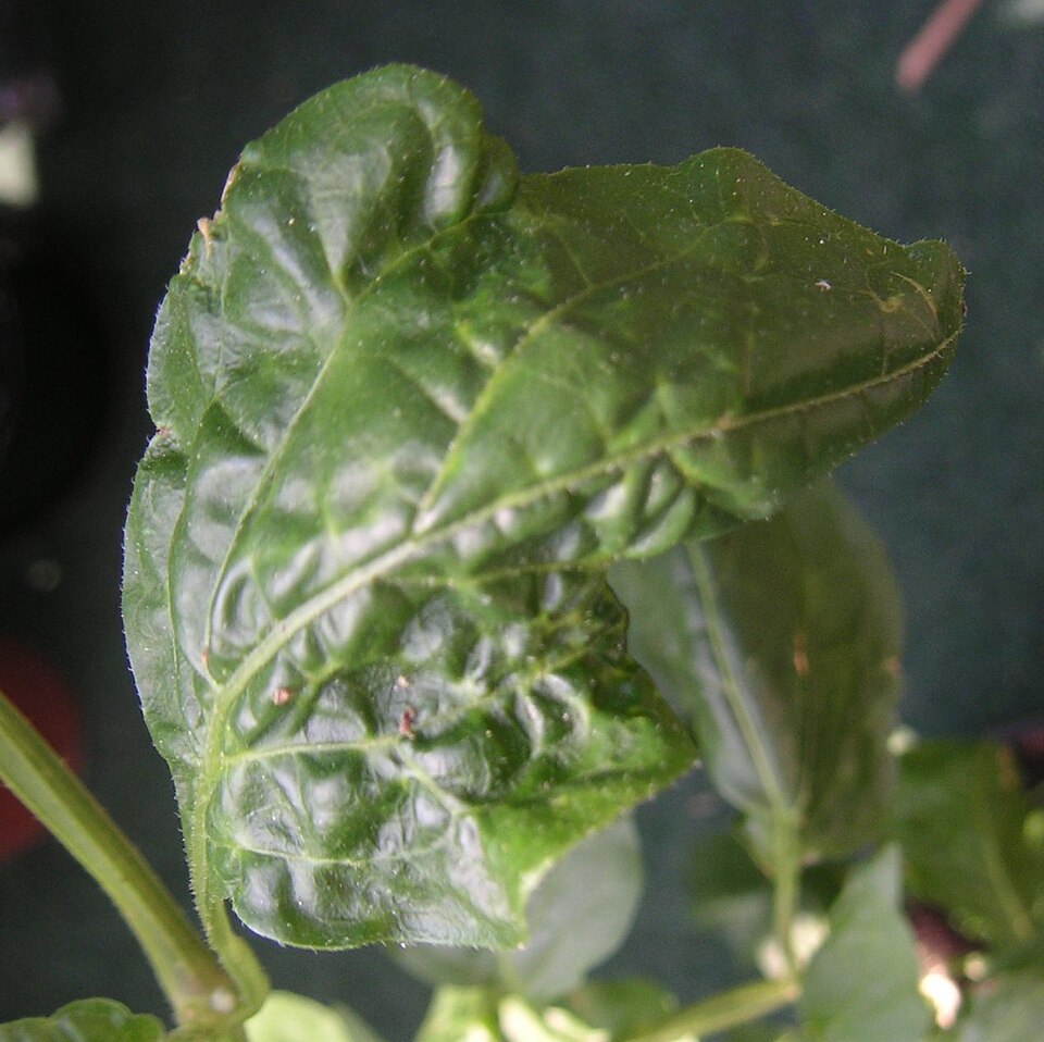 File:Capsicum leaf deformated after aphids.jpg