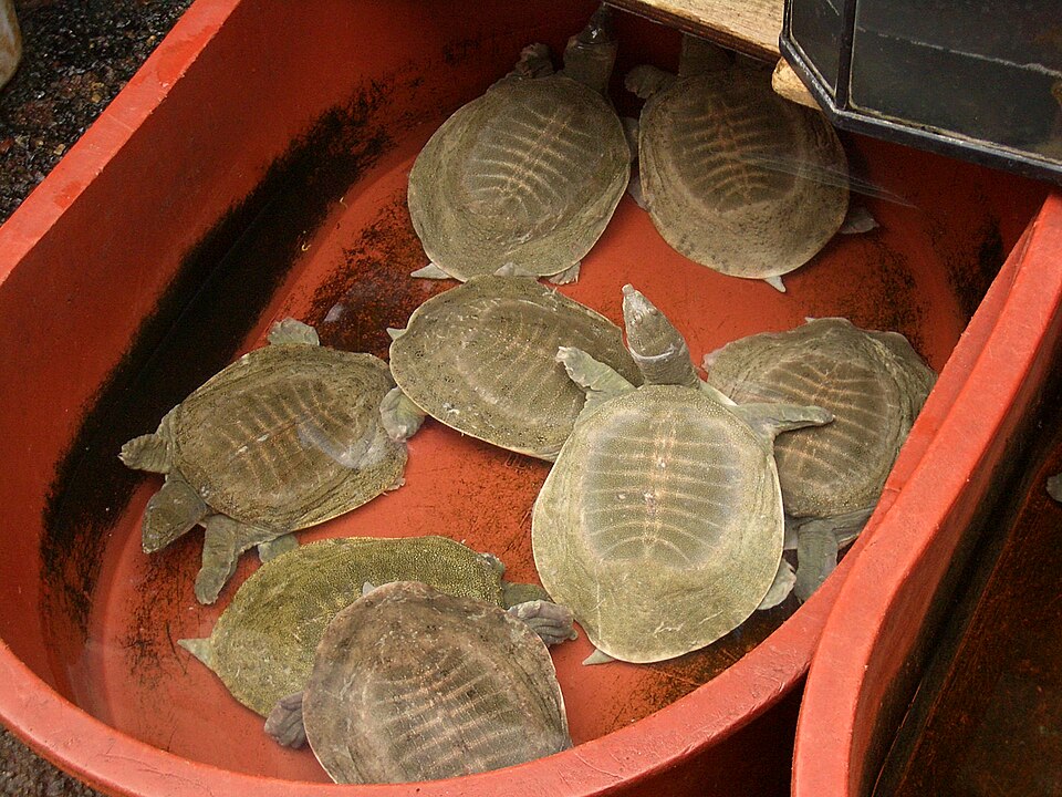File:E8976-Namdaemun-Turtles-sold-in-ginseng-shop.jpg