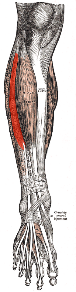 File:Extensor digitorum longus.png