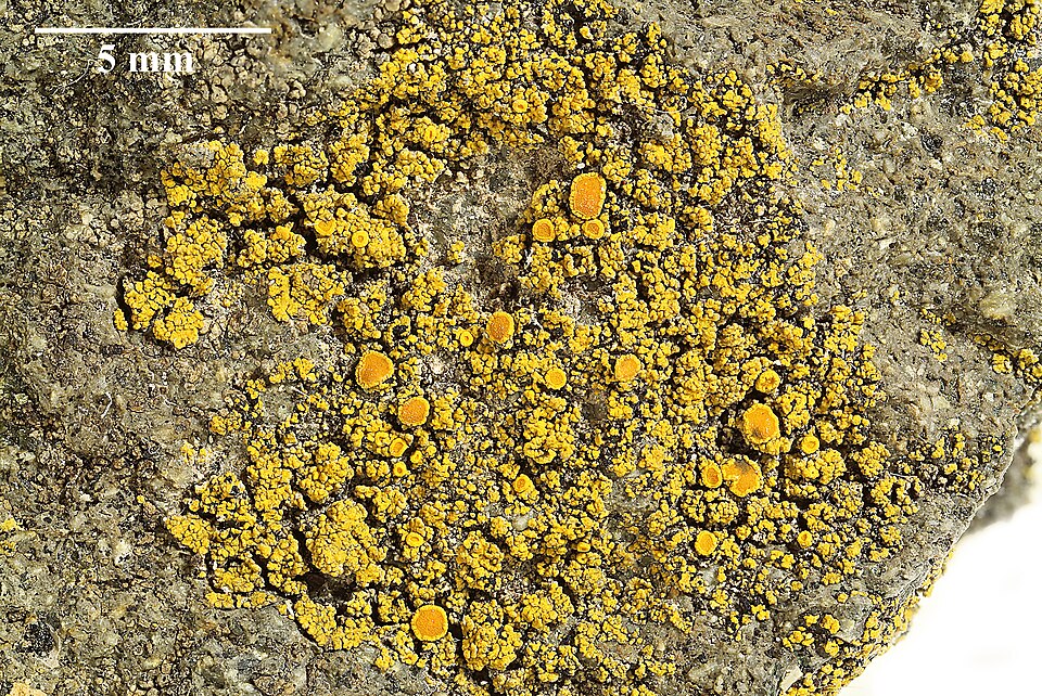 File:Flavoplaca microthallina TSB011331.jpg