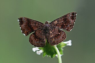 Fulmen calephelis Calephelis fulmen Panama