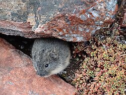 Gray lemming