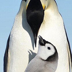 I like penguins :)