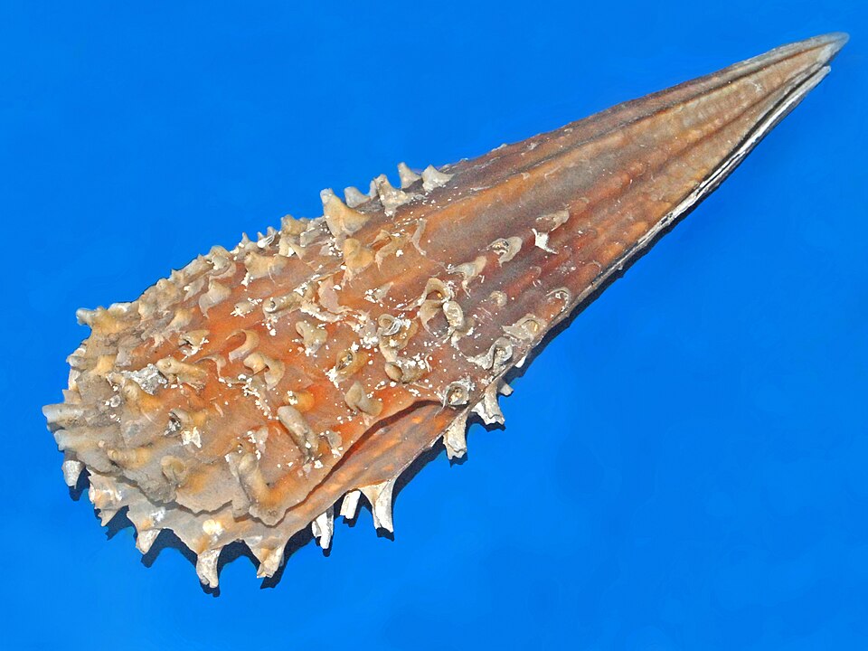 File:Pinnidae - Pinna rudis.JPG
