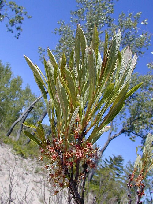 File:Prunus pumila var pumila, June.jpg