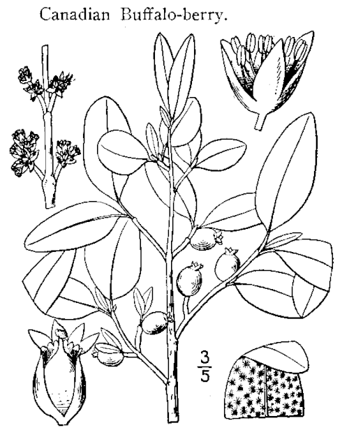 File:Shepherdia canadensis.gif