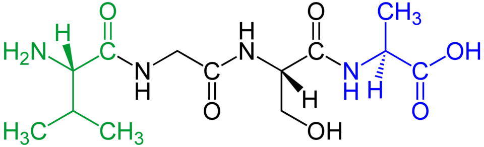 File:Tetrapeptide structural formulae v.1.png