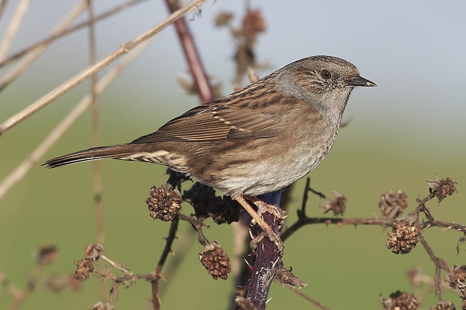 File:The dunnock (Prunella modularis).jpg