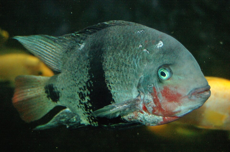 File:Vieja maculicauda.jpg
