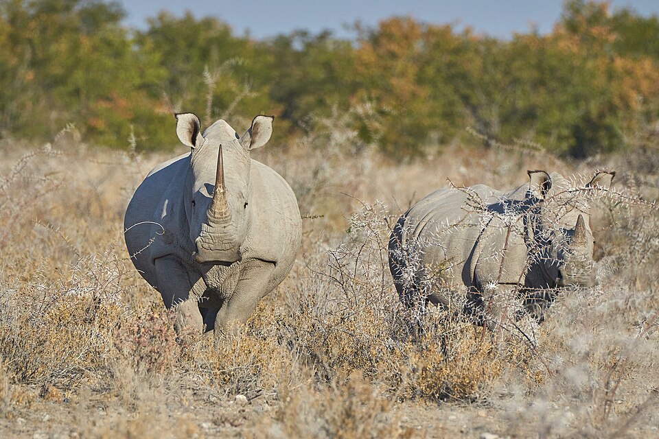 File:White Rhinoceros Protect 2019-07-27.jpg