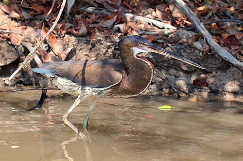 Agami heron Agamia agami Brazil