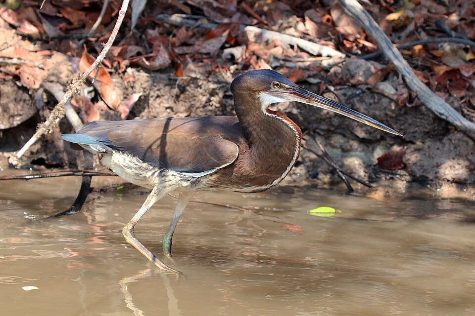 File:Agami heron (Agamia agami) juvenile.jpg