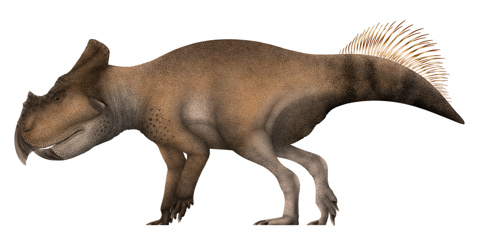 File:Bagaceratops Restoration.png