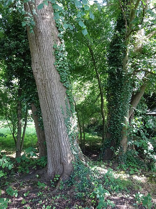 File:Bark of Ulmus x hollandica 'Belgica'.jpg
