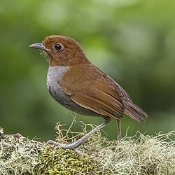 Bicoloured antpitta Grallaria rufocinerea Colombia