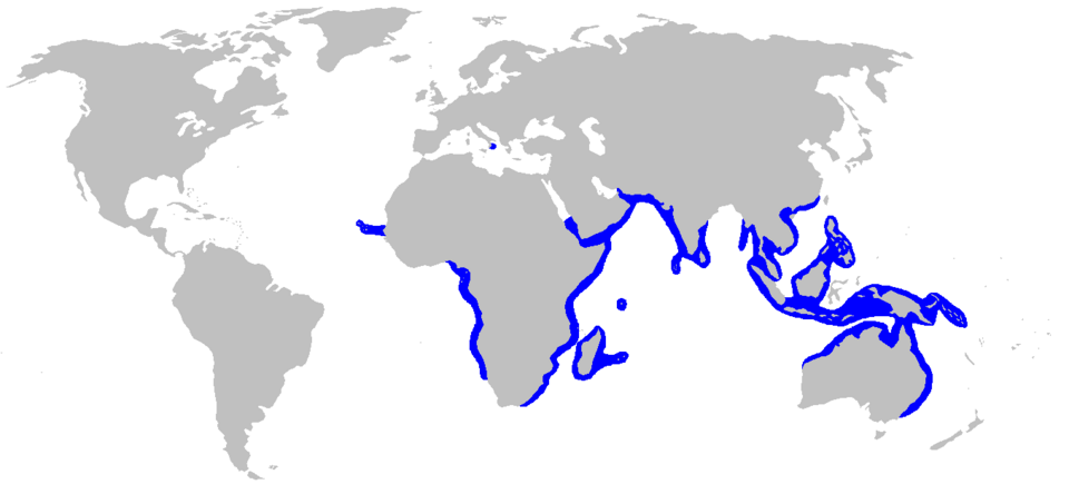 File:Carcharhinus amboinensis distmap.png