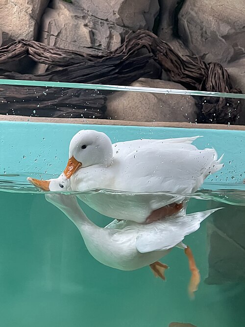 File:Duck riding a duck.jpg
