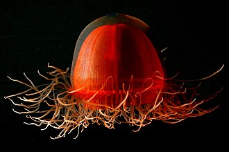 Crossota sp., une Trachymedusae