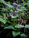 Lamium maculatum