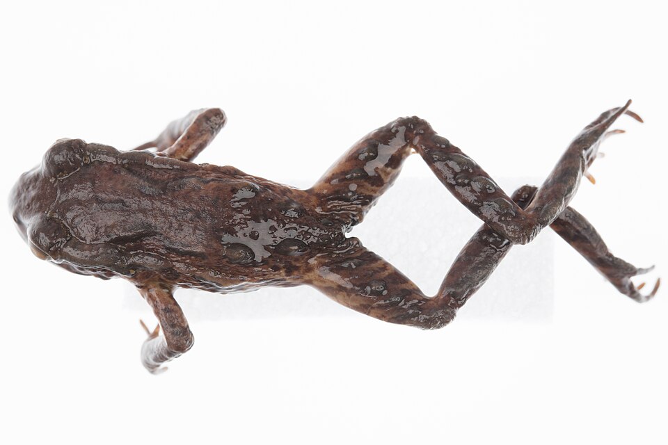 File:Leiopelma archeyi (AM LH43-1) (cropped).jpg