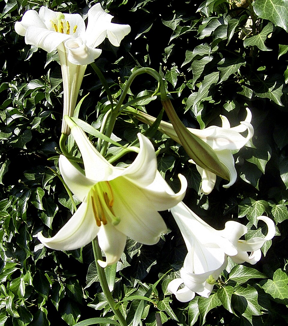 File:Lilium philippinense Flora 6.jpg