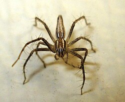 Oxyopes jacksoni