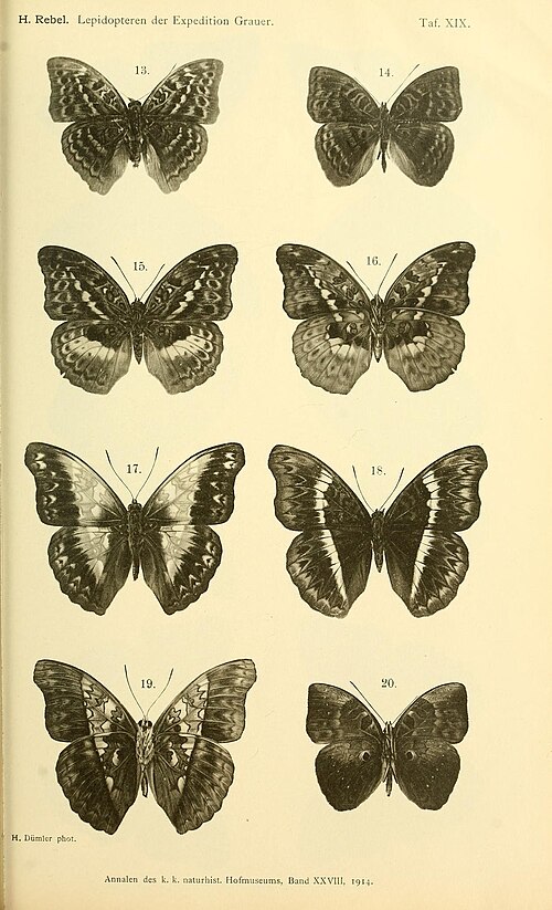 File:RebelAnnalendkkNaturhof1914TafXIX.jpg