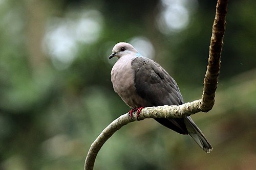 Ring-tailed pigeon Columba caribaea) Jamaica