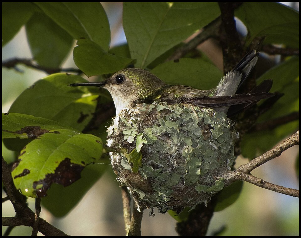 File:Vervain Hummingbird.jpg