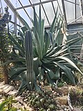 Agave dussiana