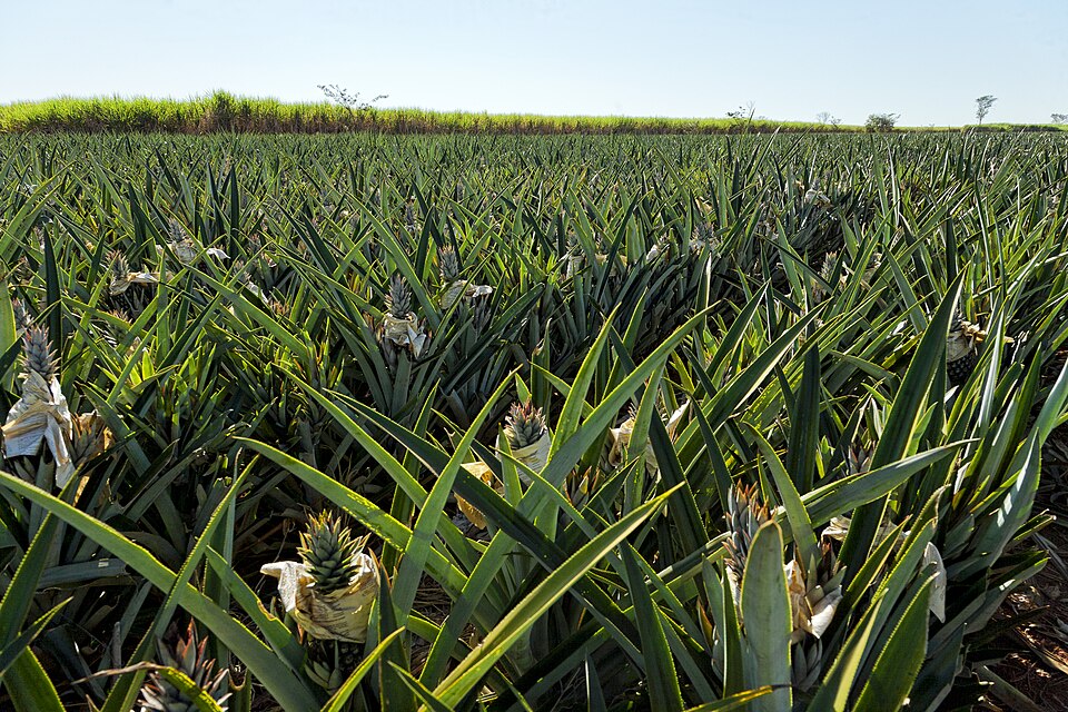 File:Detail of pineapples growing.jpg