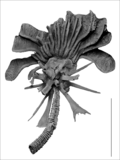 Some extinct crinoids, like Monstrocrinus from the Early to Middle Devonian, could bear arrangements of complex spines attached to calyx plates